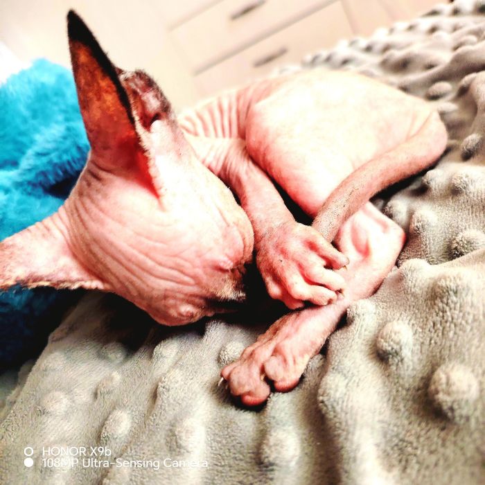 Сфинкс Канадский.