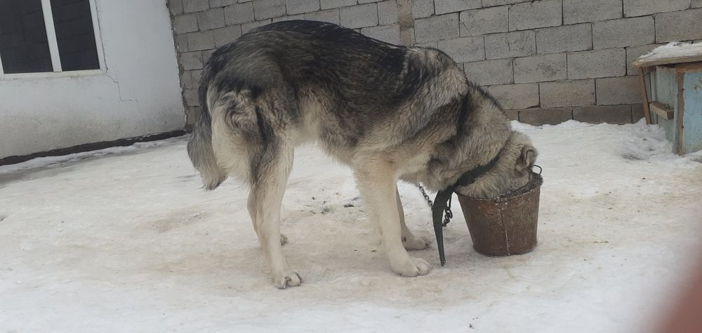 Алабай күшік сатылады