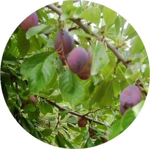 Pomi Fructiferi Străvechi glia Strămoșească (Prun )