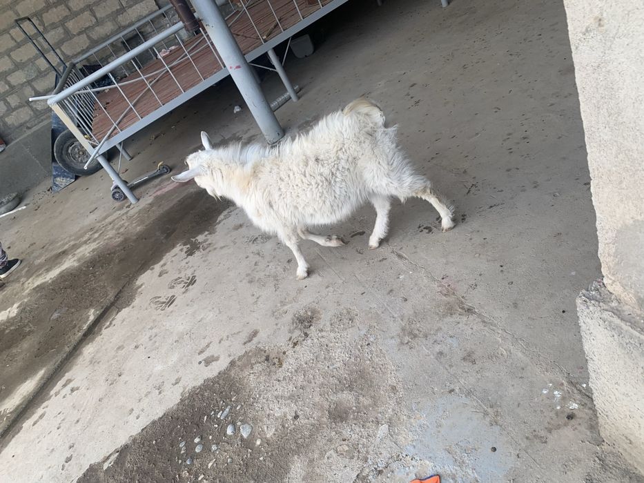 Echki sotiladi 1 yosh