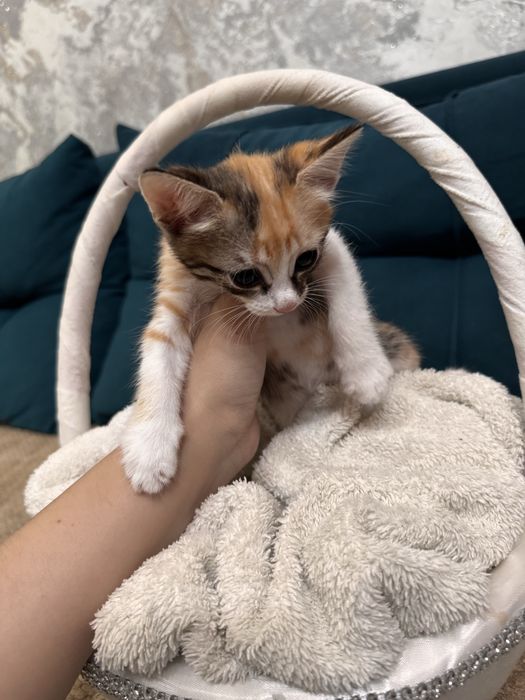 Отдам даром котят
