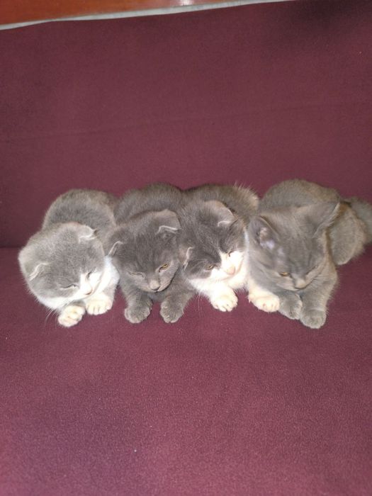 Mushuk bolasi oq va seriy aralash rang