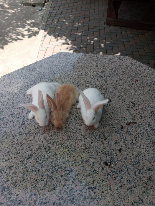 Vind iepuri rasa hicole francez și fluture german