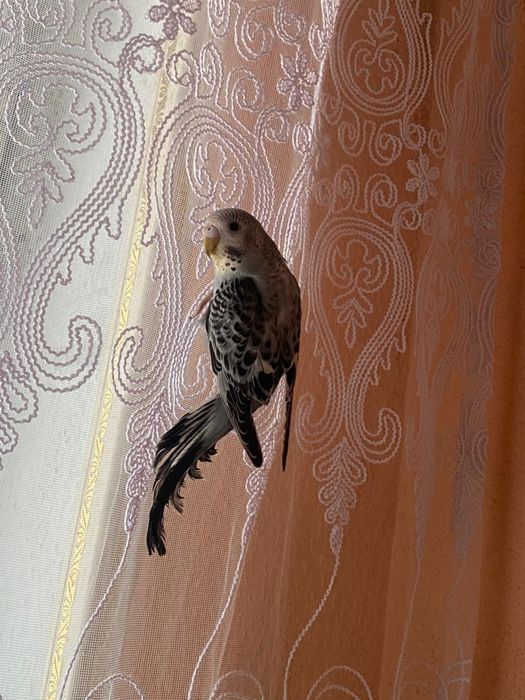 Продам волнистых попугаев