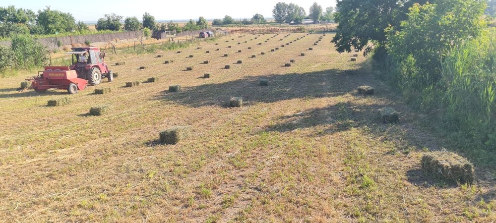 Grâu, porumb,  mazăre  și lucernă