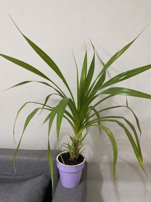 Панданус винтовая пальма