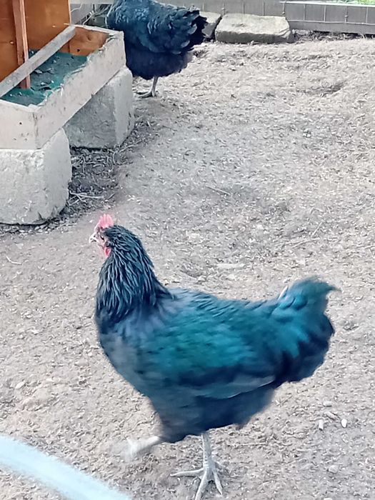 Cocosi australorp 100 ron