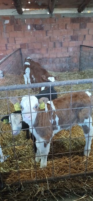 Vând vitei limousin,belgian etc