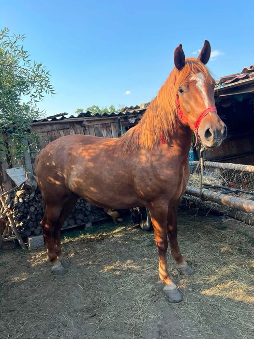 Iapa de vanzare foarte cuminte si buna pentru un om gospodar