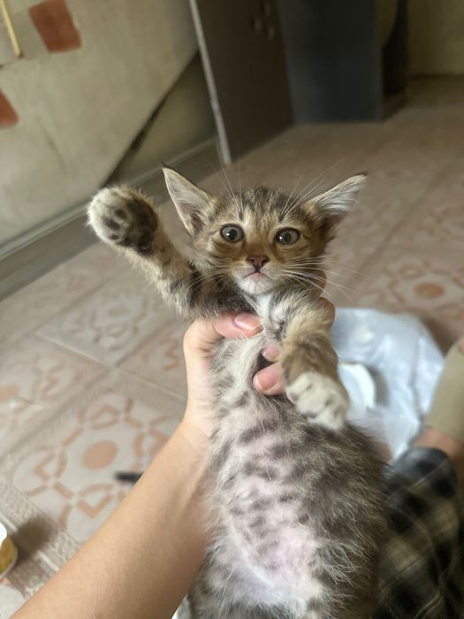 Кошка родила в подъезде, отдам даром котят
