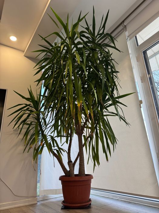 Голяма Юка в саксия – идеална за дом, офис или градина около 3 метра