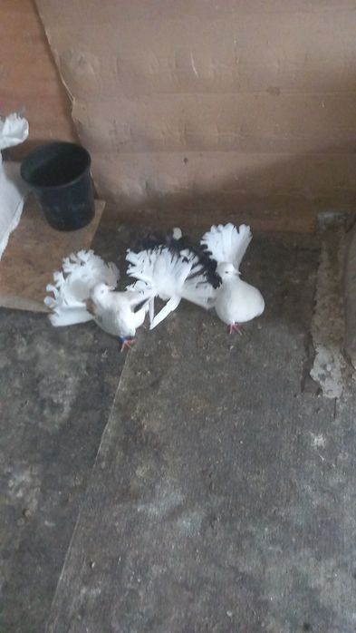 Porumbei curcanari