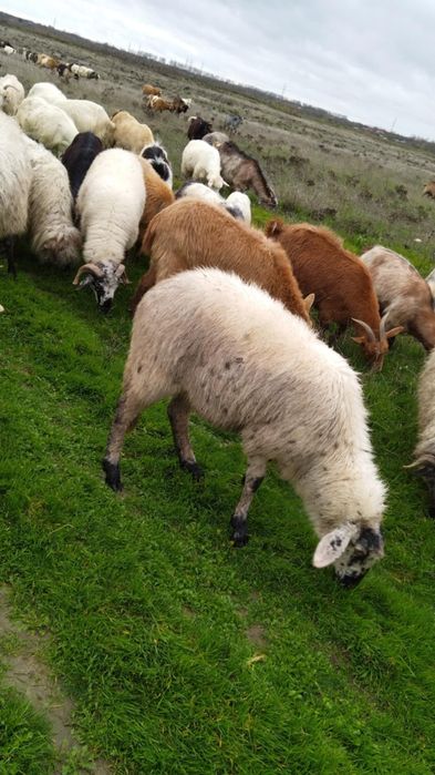 Vând oii bune sau schimb pe capre