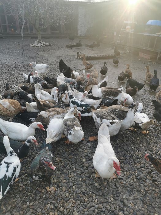 Rățoi lesesti albi