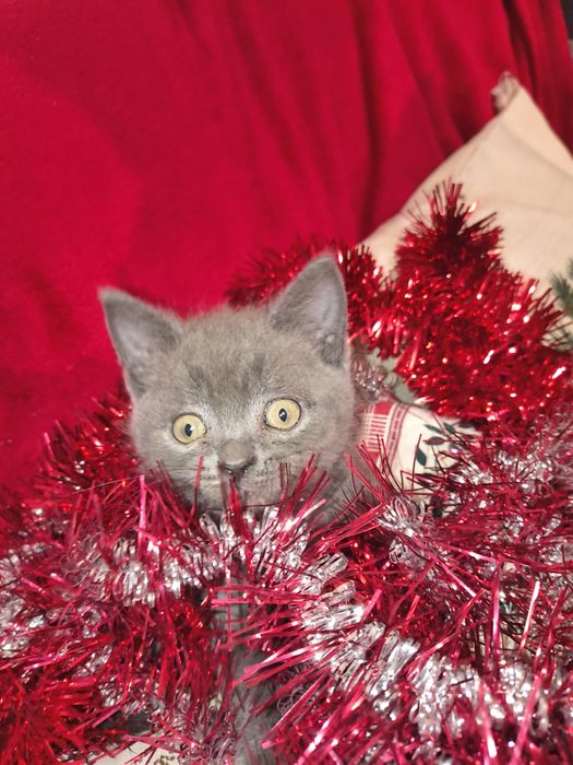 British short hair blue