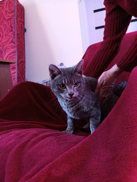 Отдам котенка в хорошие руки