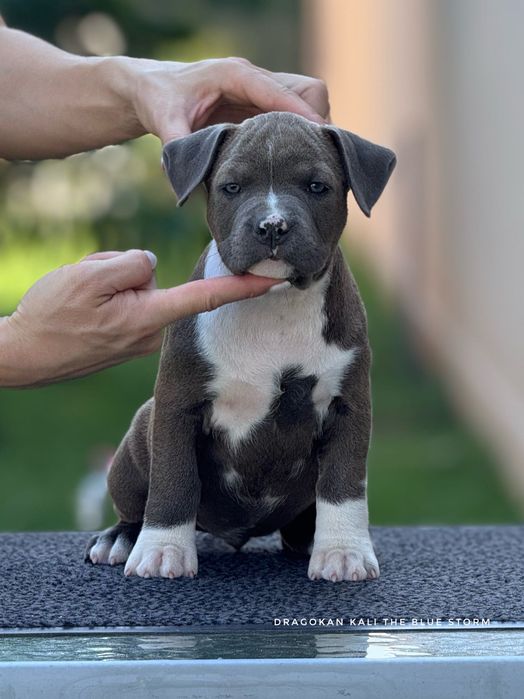 Amstaff rasă pură cu pedigree