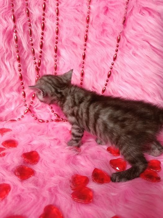 Продам котёнка девочку шотландка +бенгал