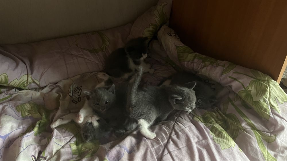 Котята в добрые руки