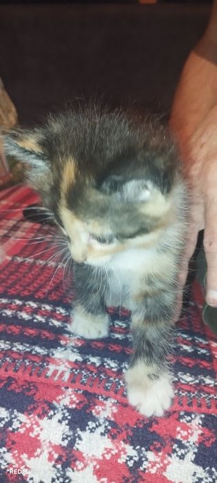 Отдам котят в хорошие руки