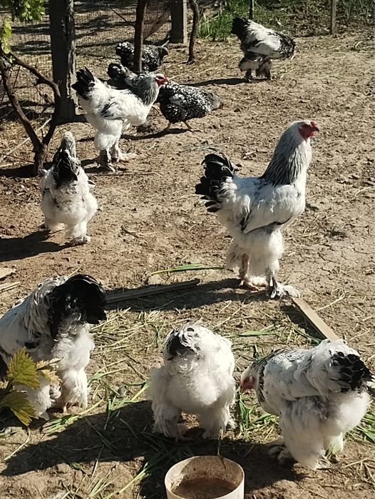 Vamd cocosi si gaini