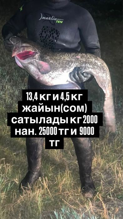Продается рыба (сом) 13,4 и 4,5 кг