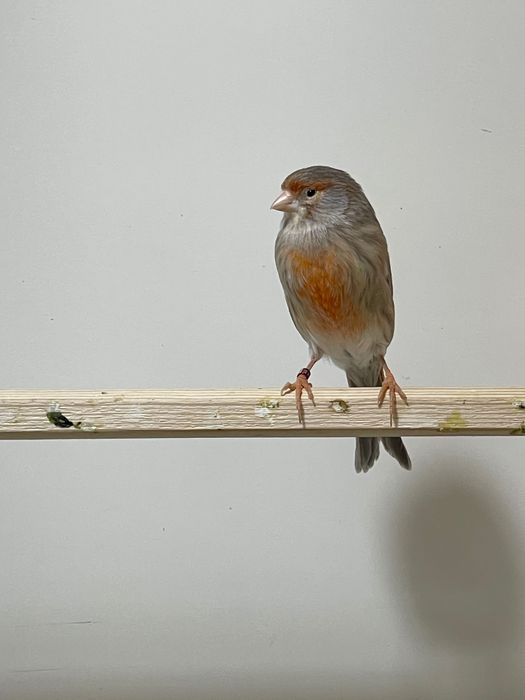 Продается готовая самка канарейки