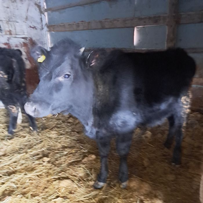 Продам 1бычок 4 телочку комолие