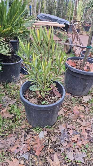 Leandru  copac la comanda