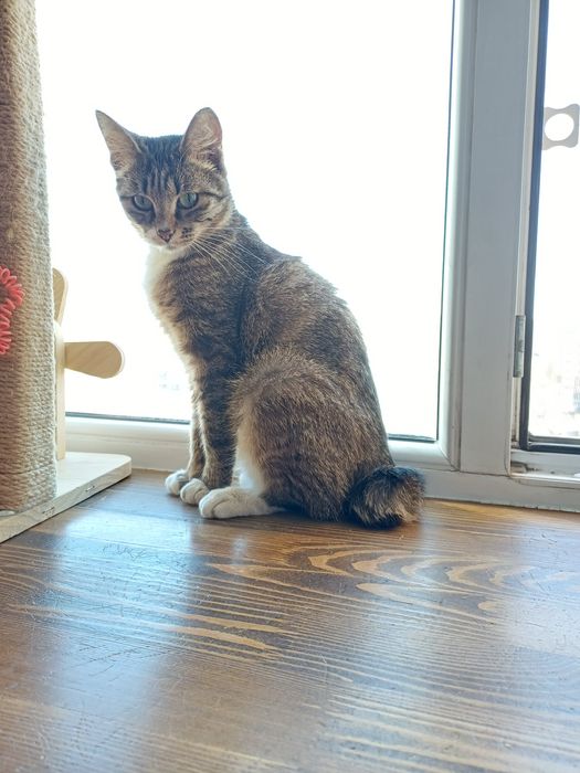 Маленькая рысь с золотым сердцем ищет дом!