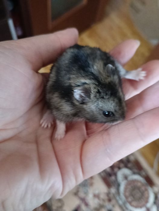 Veveriță gerbili și hamsteri pitici (băieței )
