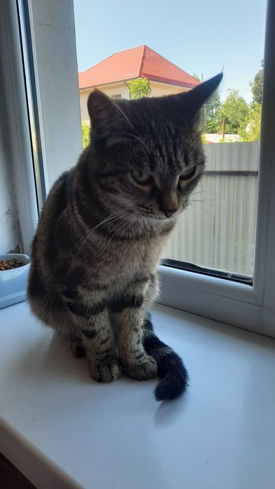 Ласковая девочка в добрую семью