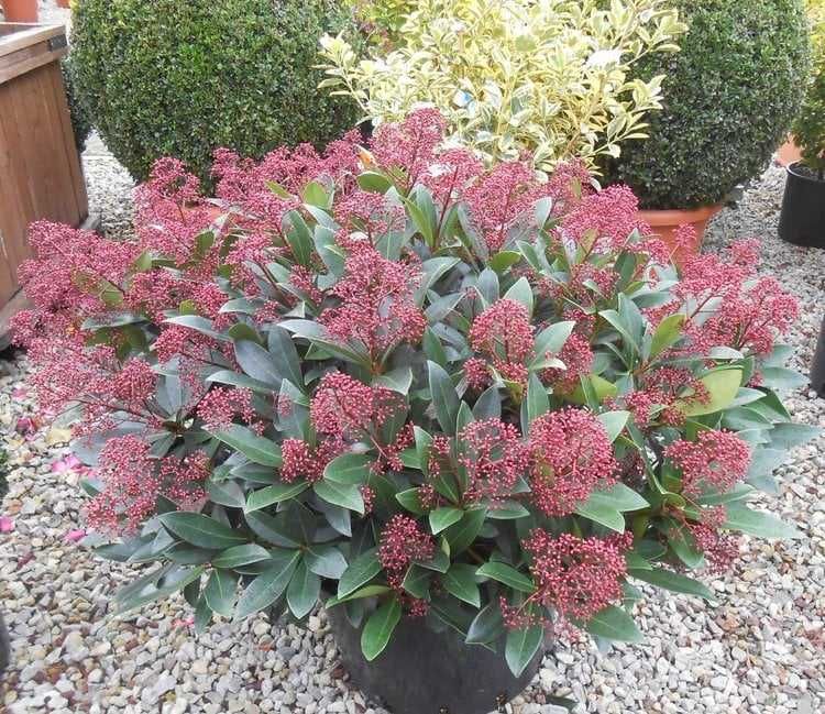 Скимия – Японски люляк (Skimmia japonica)