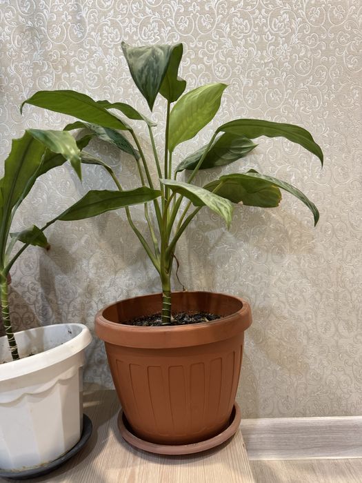 Цветы/Комнатные растения