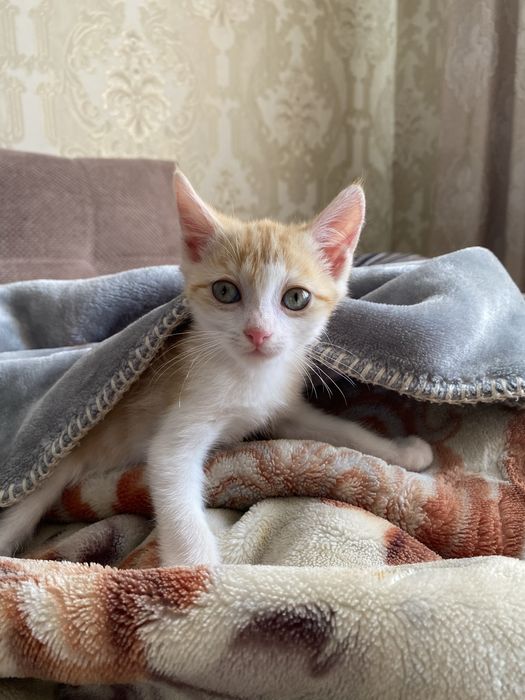 Котята мальчики ищут дом
