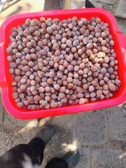 Продавам лешници