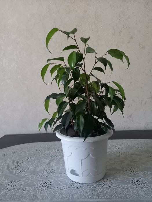 Фикус Бенджамина