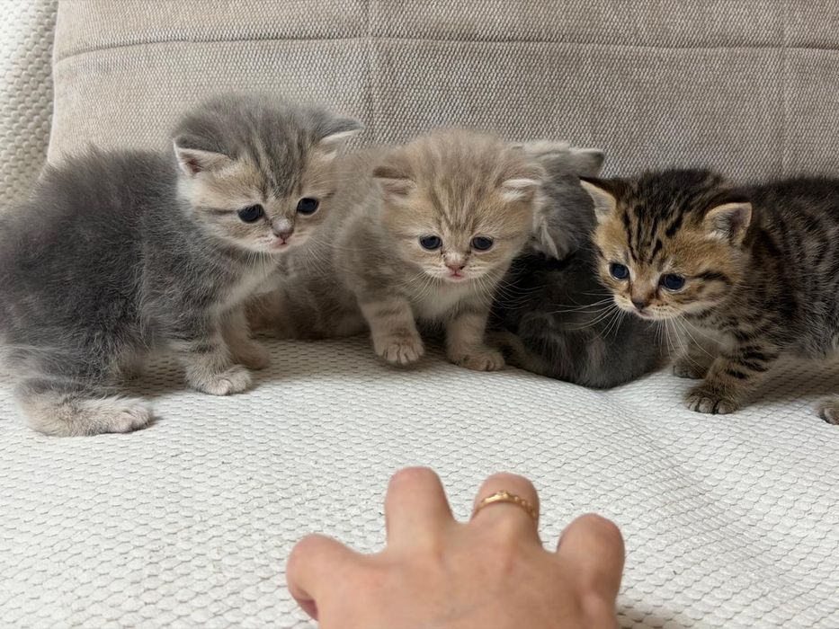 Продам котят шотландцев