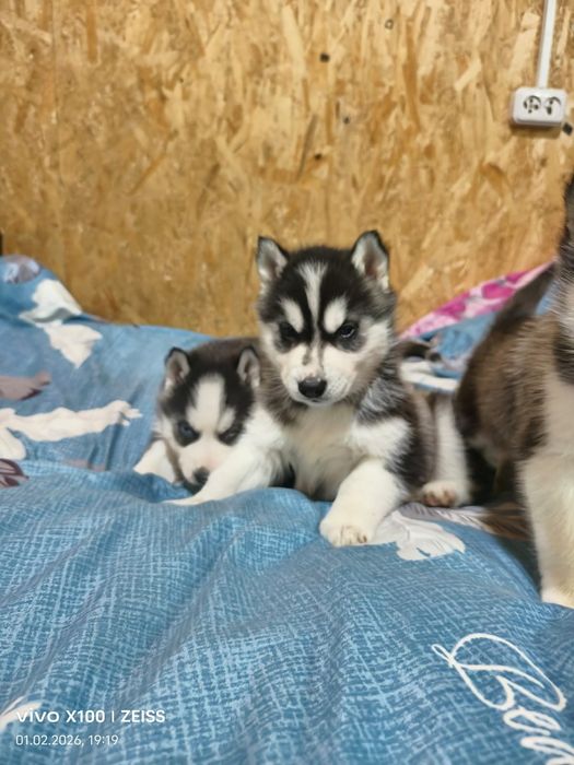 Щенки сибирской хаски.
