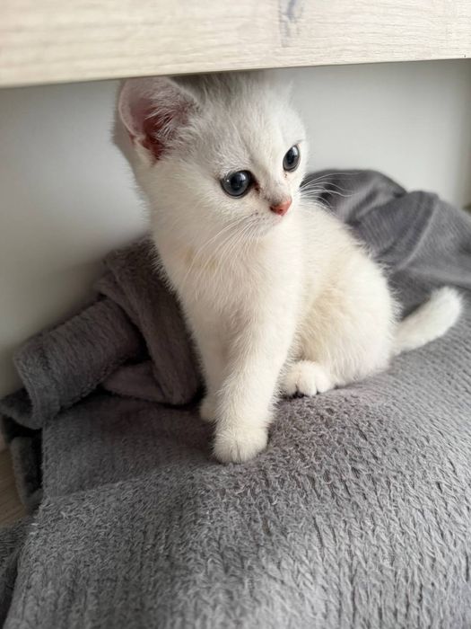 Продам котенка серебристая шиншилла, девочка