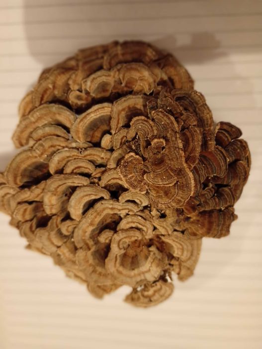 Trandafirul de iarna ciuperca medicinala