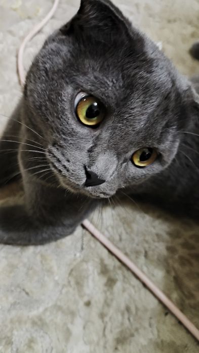 Вязка, кот британский