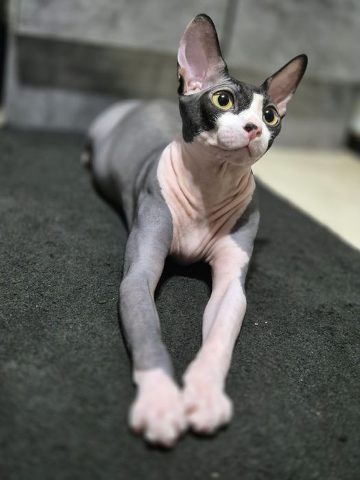 Вязка канадский сфинкс