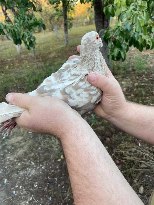 Porumbei de vanzare