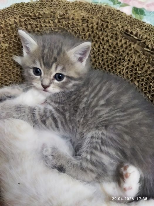 Продаются шотландские котята