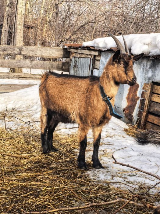 Продадут молодую козу! 
Коза "Яна" добрая, ласковая и умная. Стоимость