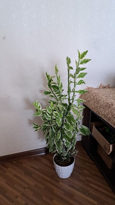 Комнатные  цветы