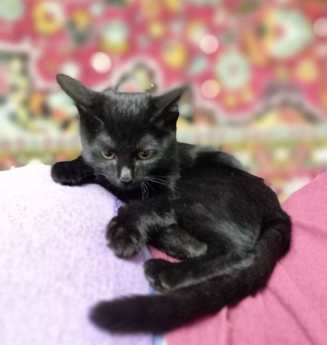 Кошечка в хорошие руки