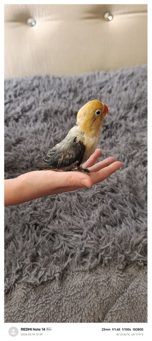 Popugay nerazluchka ruchnoy