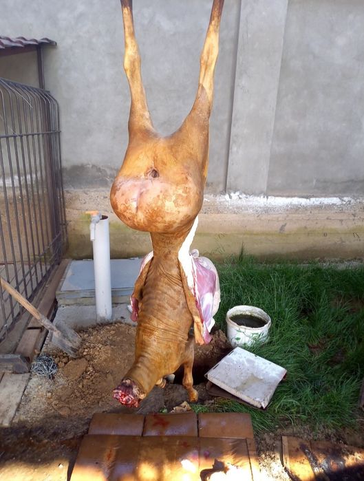 Касап кой сою жиликтеу